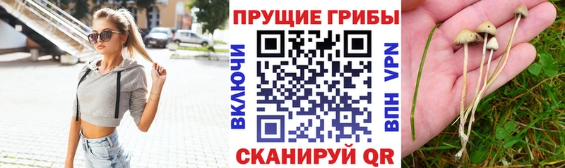 Псилоцибиновые грибы прущие грибы Казань